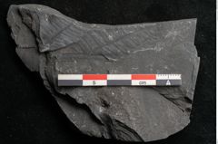 Foto (Detailansicht) von Neuropteris sp.  (NHMW-GEO-2024-0188-10686)